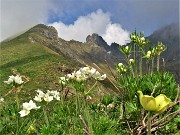 33  Anemonastrum  narcissiflorum (Anemone narcissino) con gialla  Pulsatilla alpina sulphurea (Anemone sulfureo) a dx e vista in Triomen-Valletto
